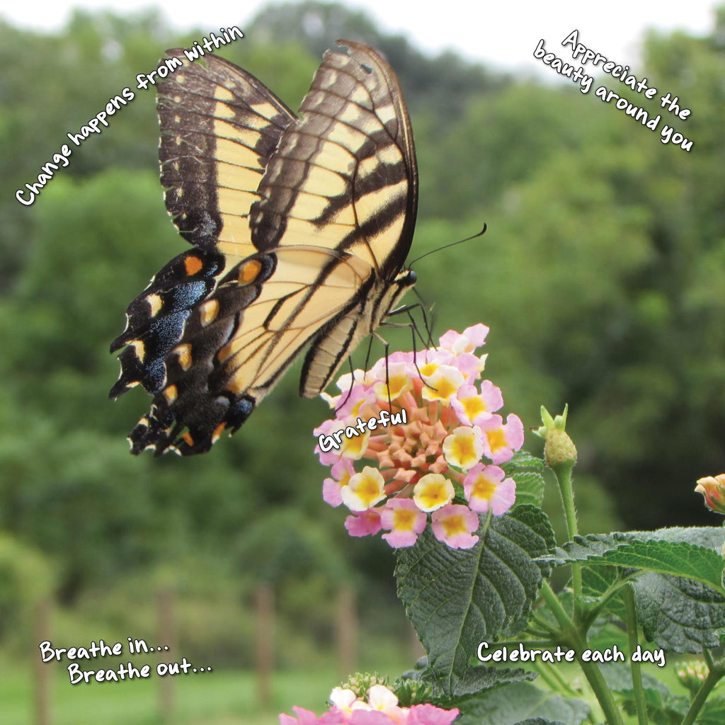 A NEW PHOTO: Butterfly****